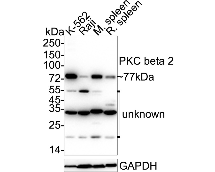 HAK21154_4.jpg