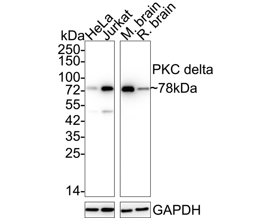 HAK21154_5.jpg