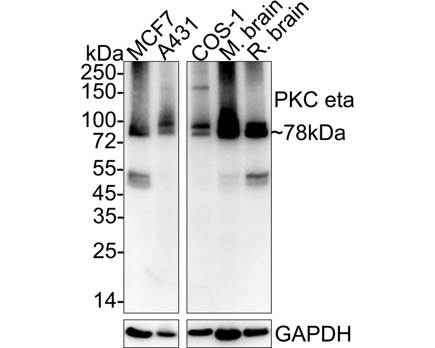 HAK21154_6.jpg