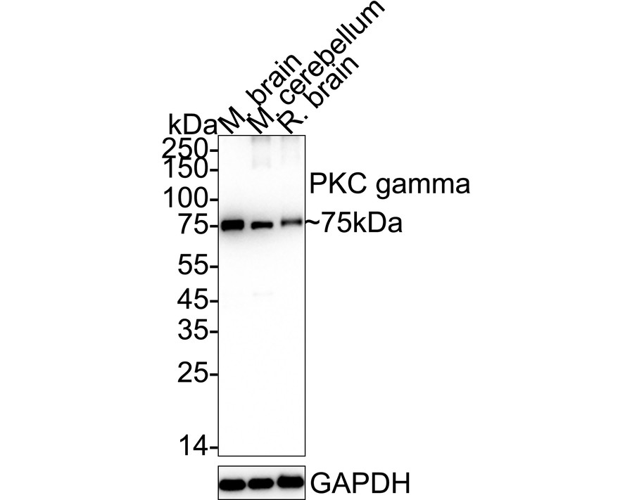 HAK21154_7.jpg