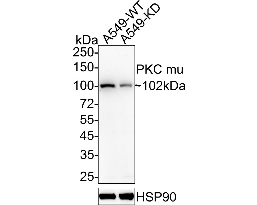 HAK21154_8.jpg
