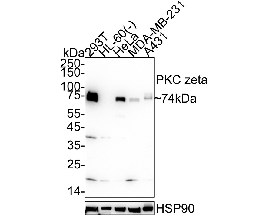 HAK21154_9.jpg