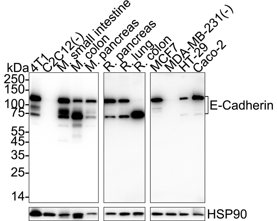 HAK21157_5.jpg