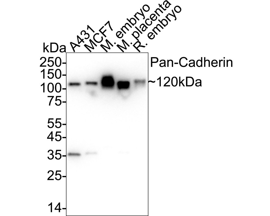 HAK21157_7.jpg