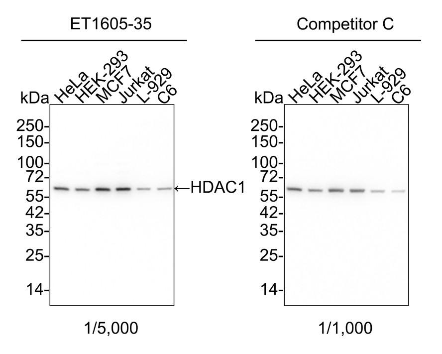 HAK21160_1.jpg