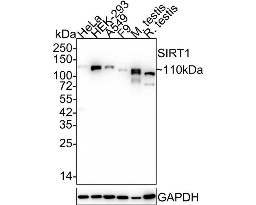 HAK21160_10.jpg