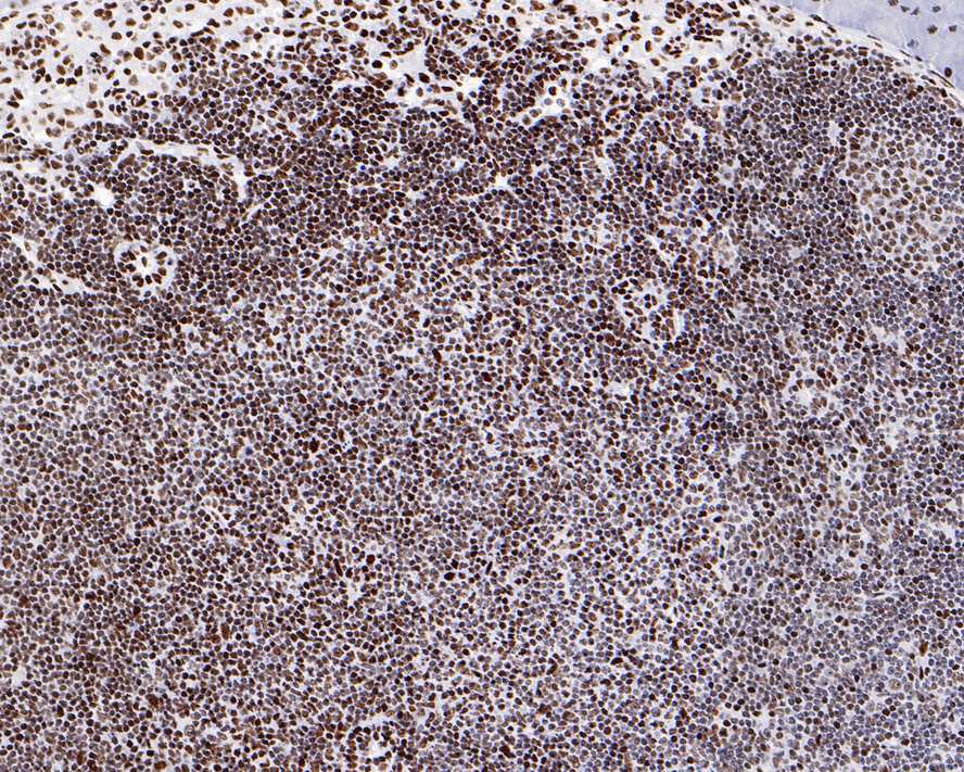 HAK21160_4.jpg