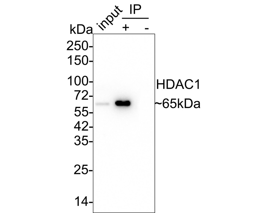 HAK21160_5.jpg