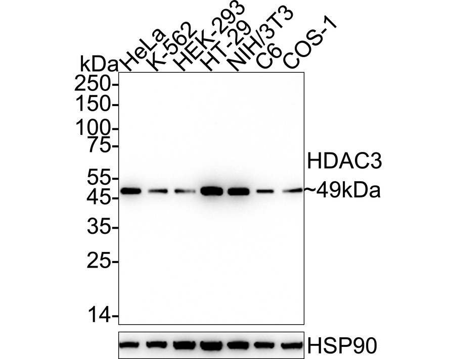 HAK21160_6.jpg