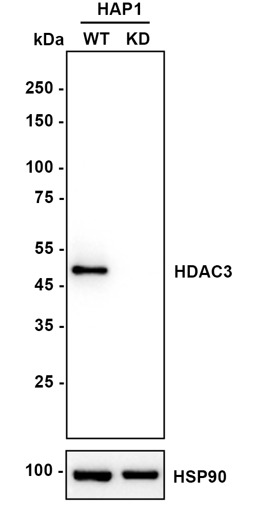 HAK21160_7.jpg