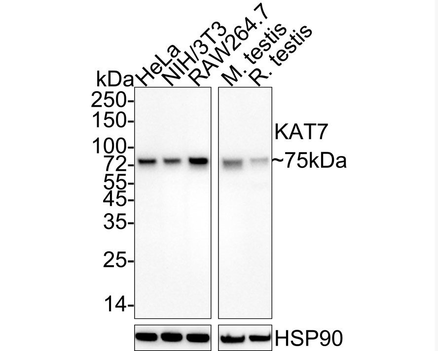 HAK21160_8.jpg