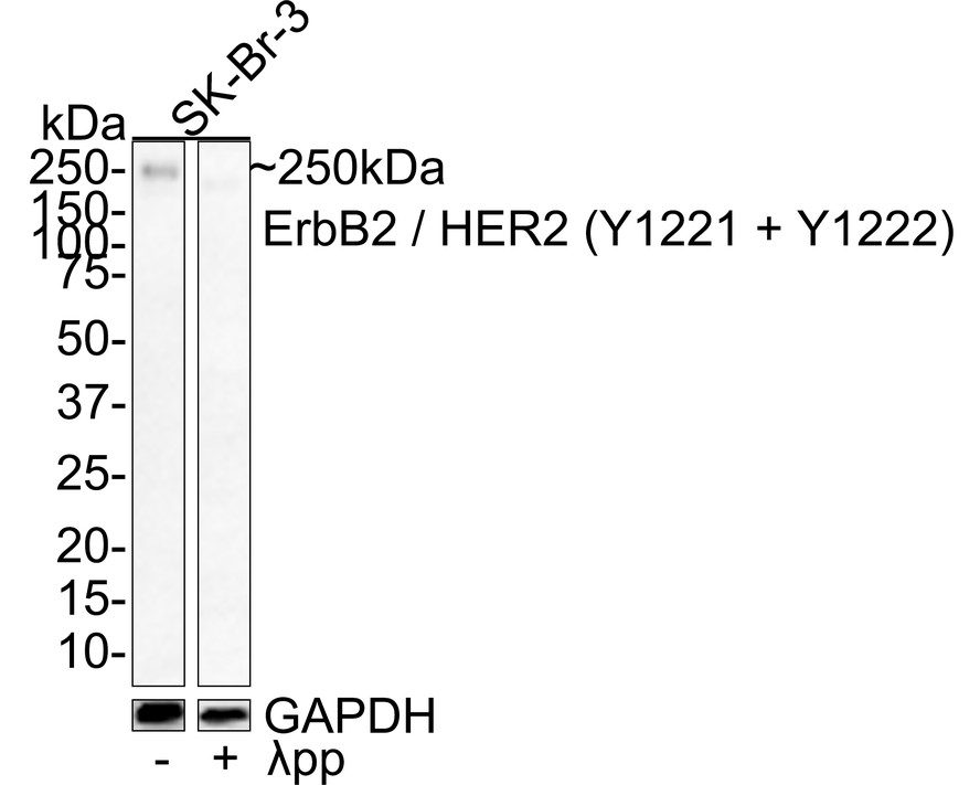 HAK21162_3.jpg