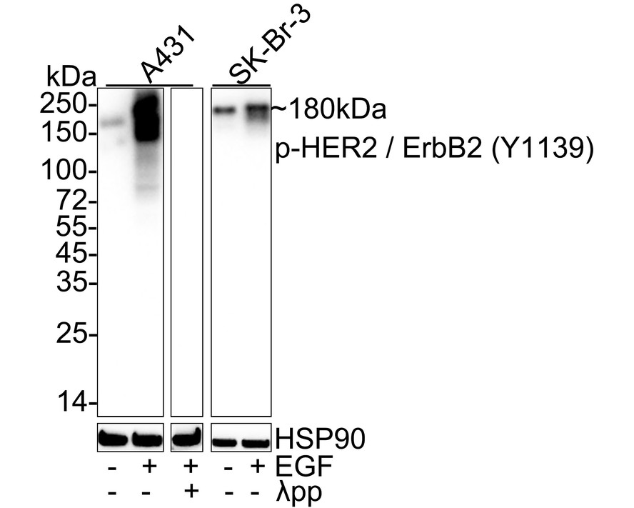 HAK21162_5.jpg