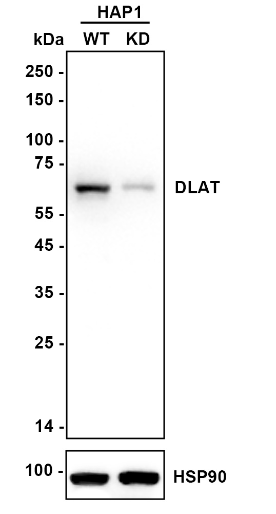 HAK21164_2.jpg