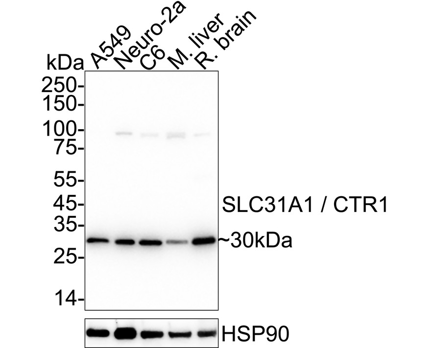 HAK21164_3.jpg