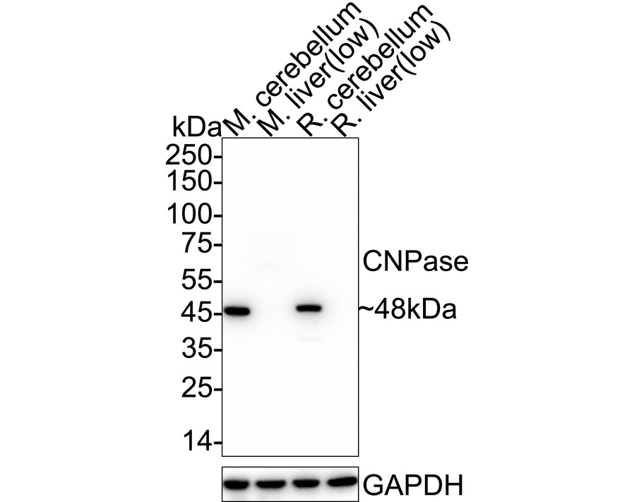 HAK21165_5.jpg