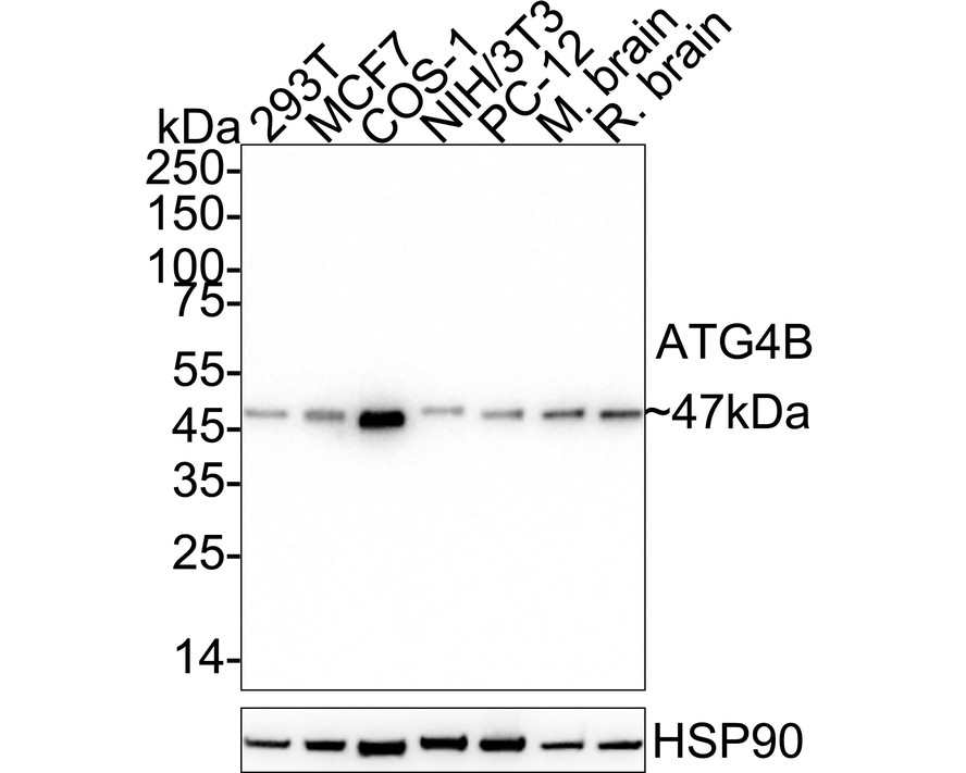 HAK21168_3.jpg