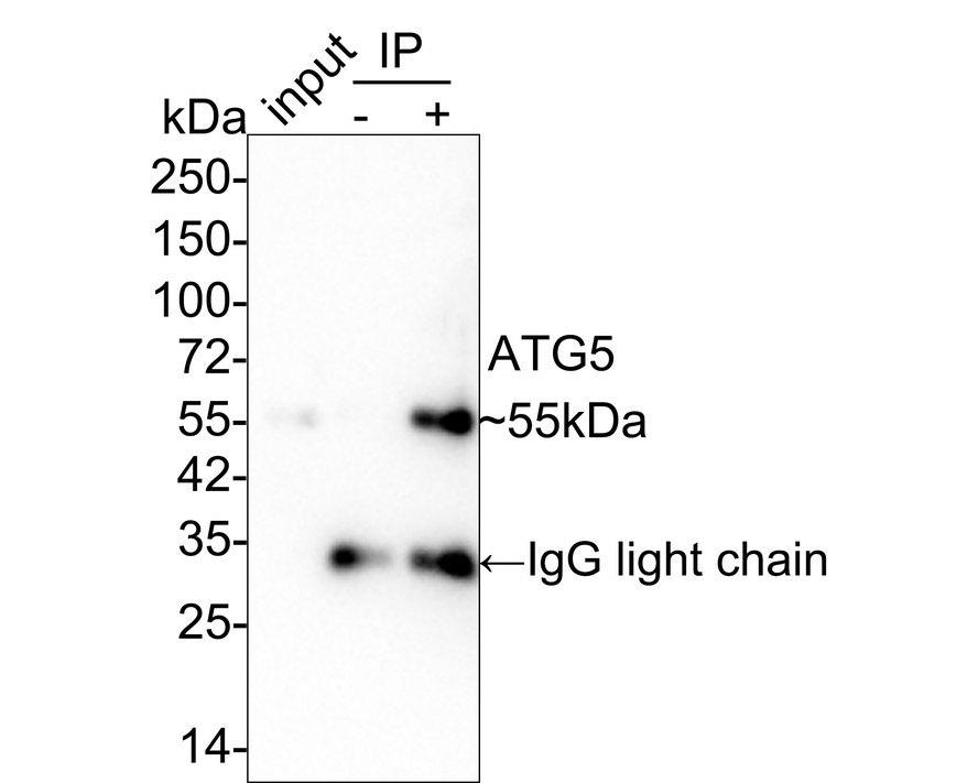 HAK21168_4.jpg
