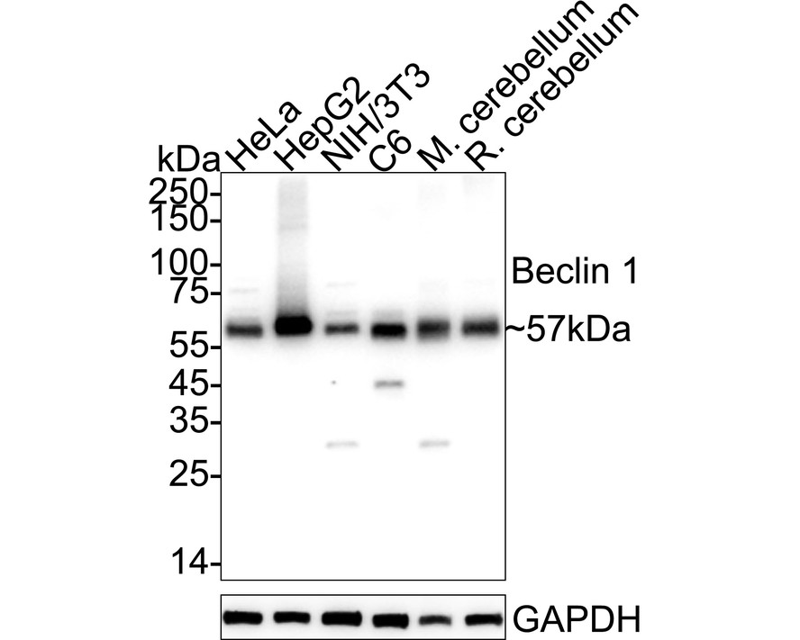 HAK21168_9.jpg