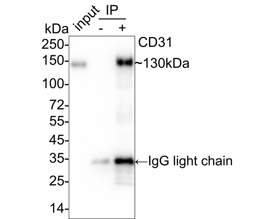 HAK21170_6.jpg