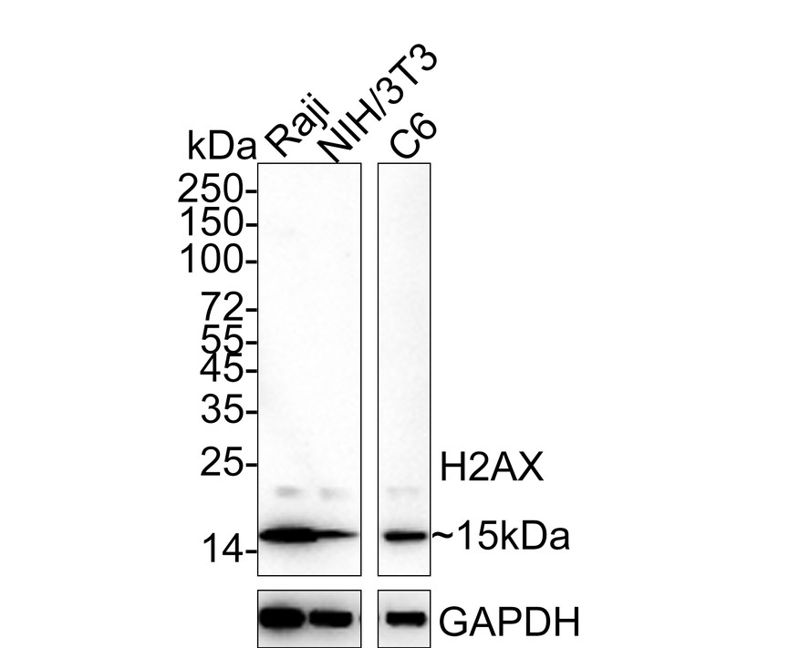 HAK21176_1.jpg