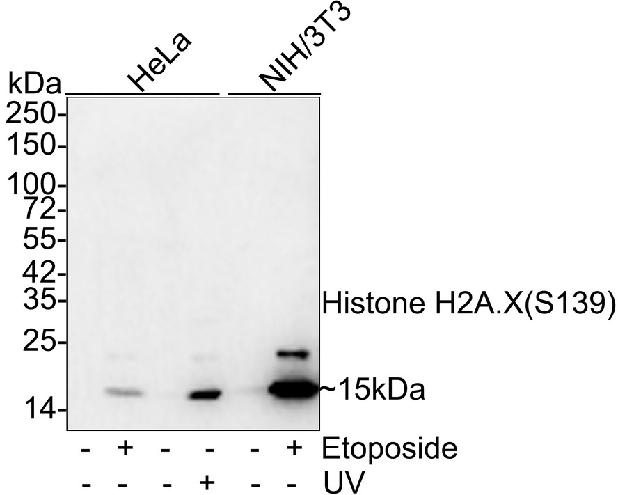 HAK21176_4.jpg