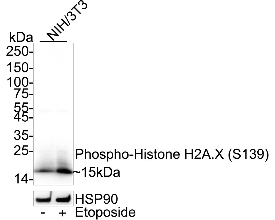 HAK21176_5.jpg