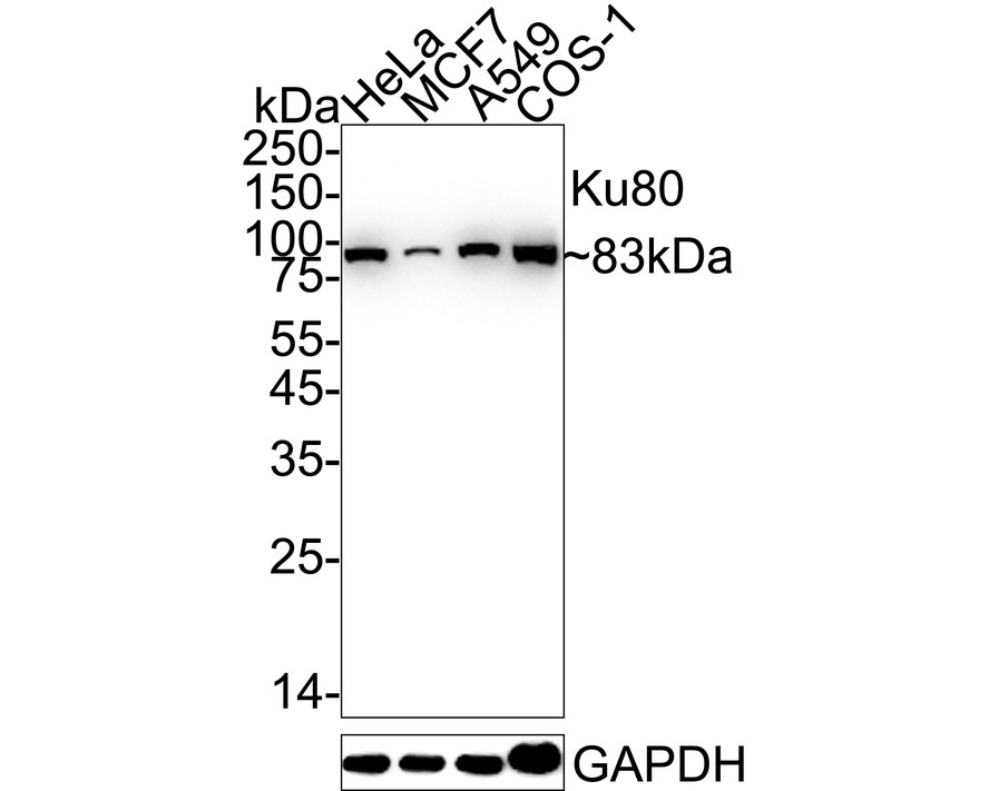 HAK21176_8.jpg