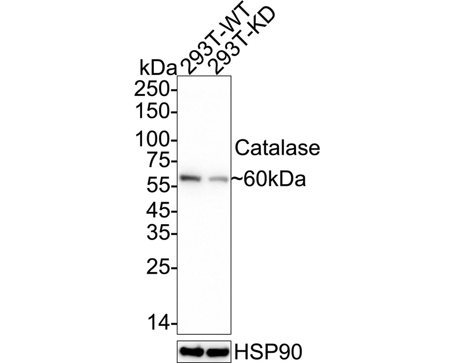 HAK21177_5.jpg