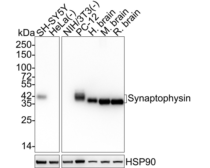 HAK21178_1.jpg