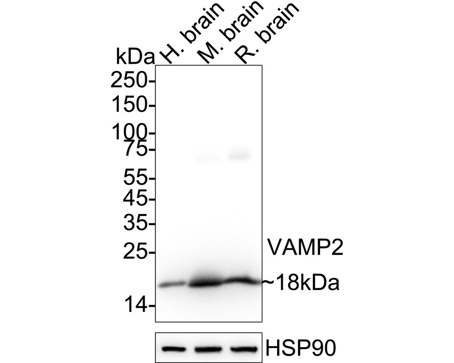 HAK21178_12.jpg