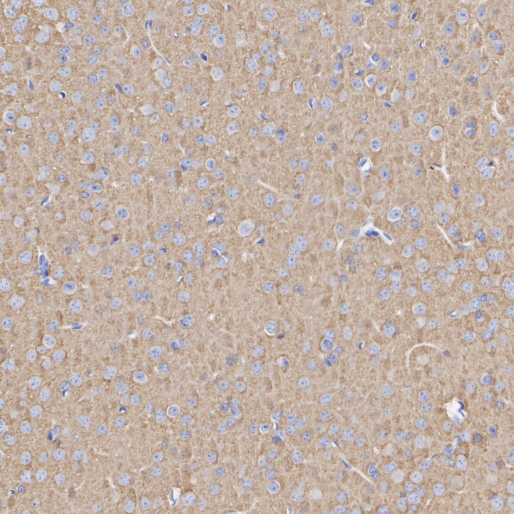 HAK21178_6.jpg