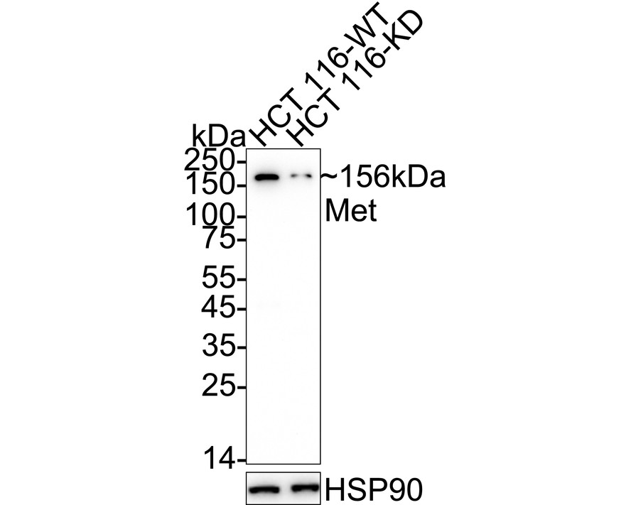 HAK21180_14.jpg