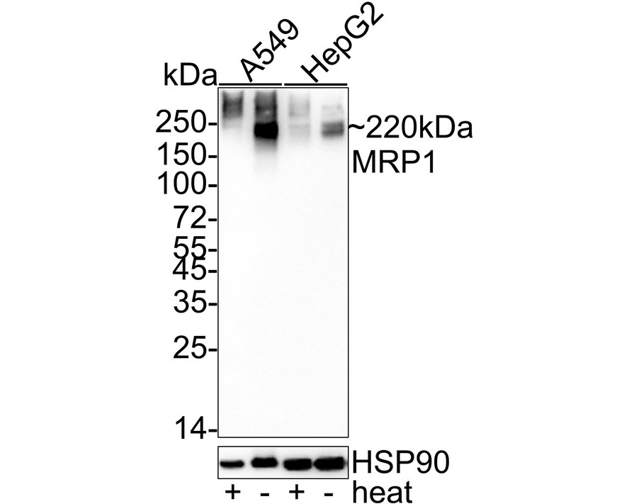 HAK21181_11.jpg