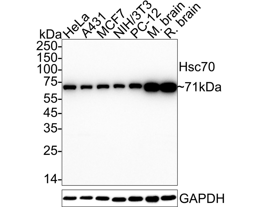 HAK21185_7.jpg