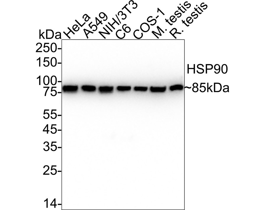 HAK21185_9.jpg