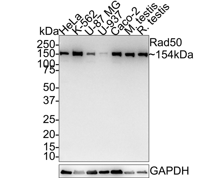 HAK21187_1.jpg