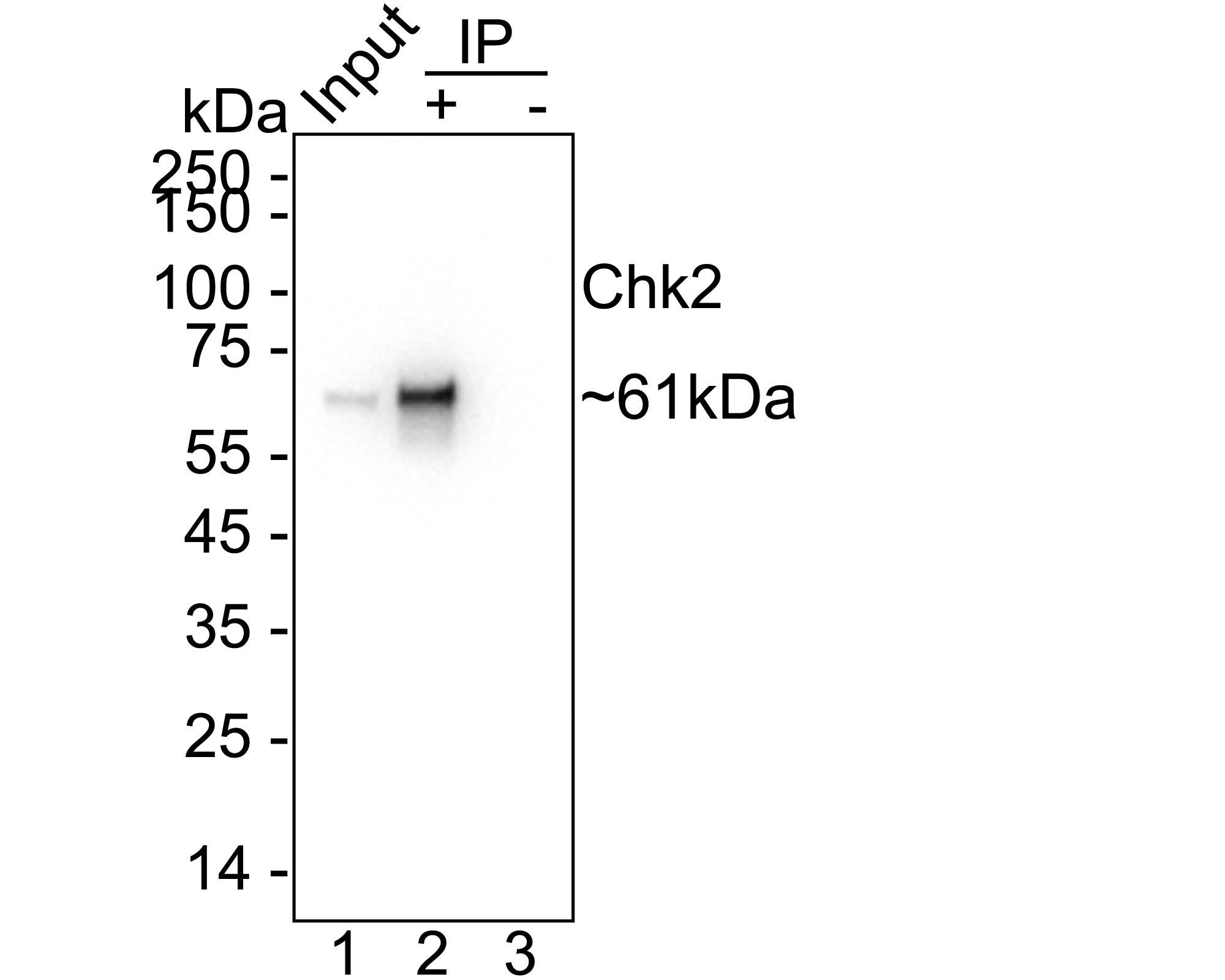 HAK21187_5.jpg