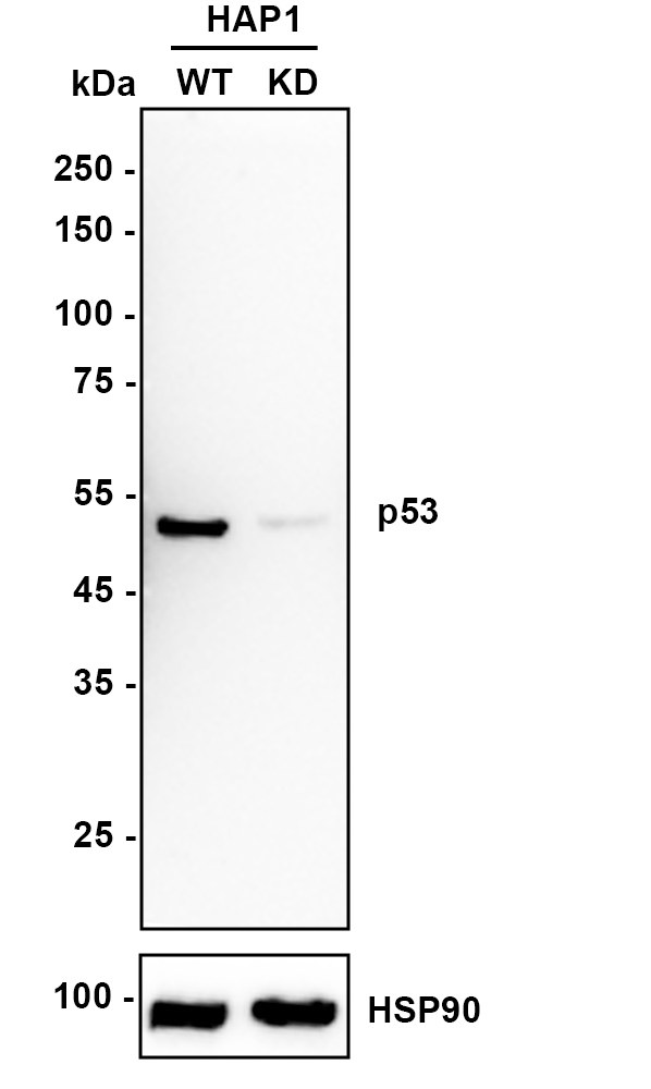 HAK21187_6.jpg