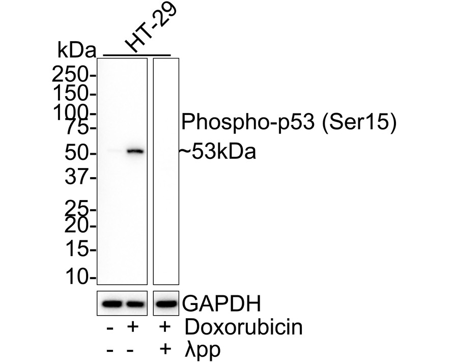 HAK21187_8.jpg
