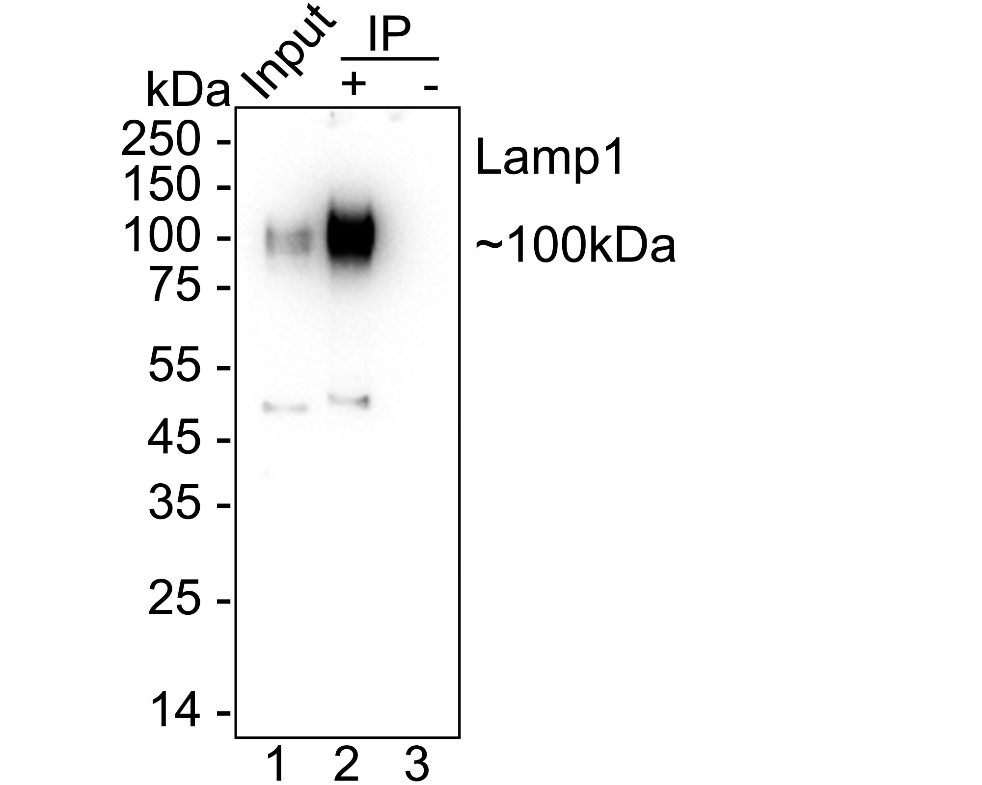 HAK21188_4.jpg