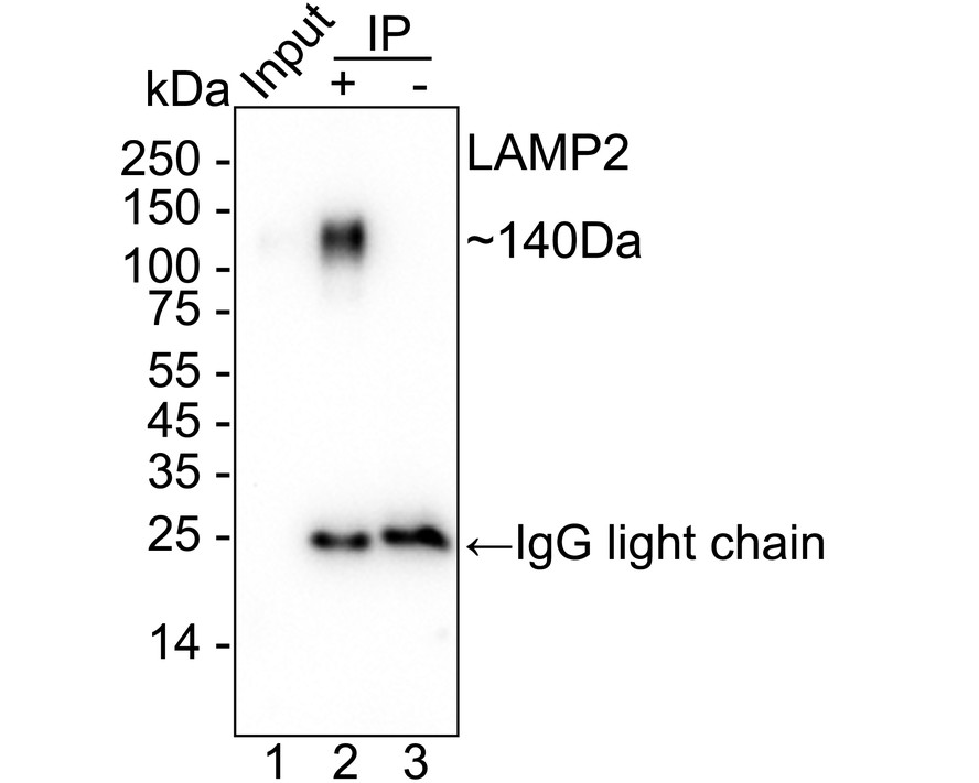 HAK21188_7.jpg