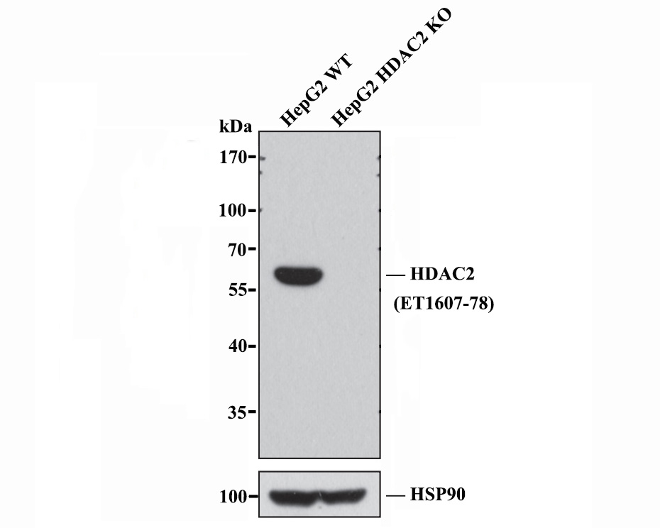 HAK21198_10.jpg