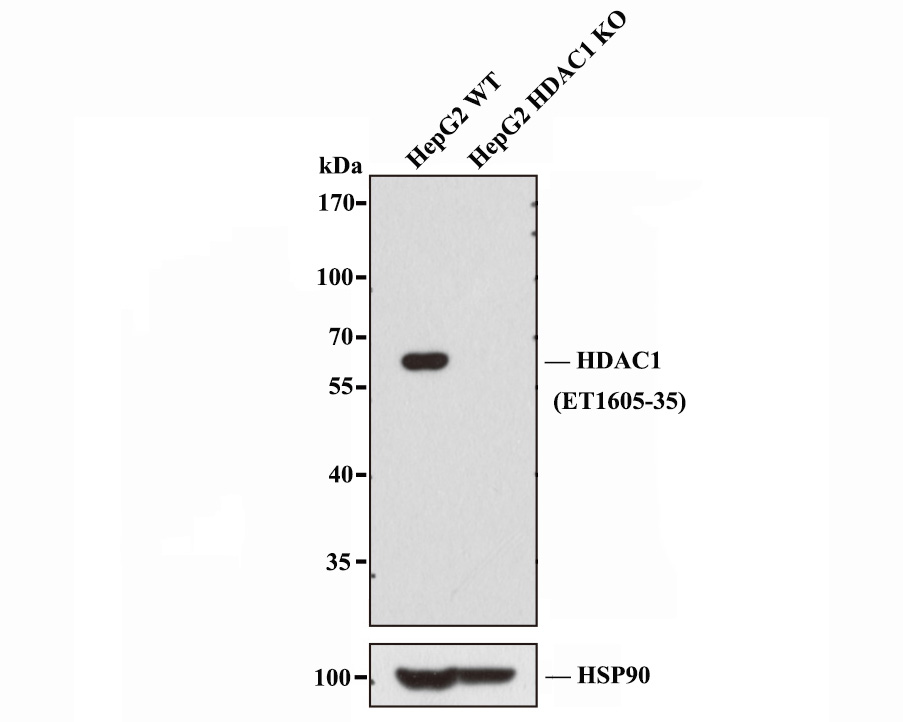 HAK21198_5.jpg