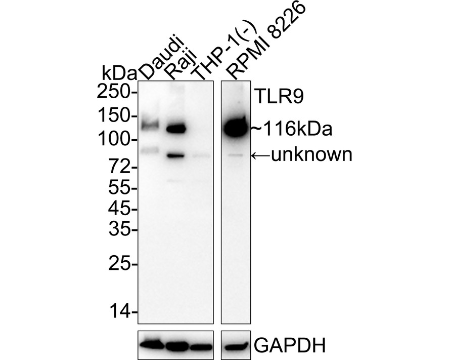 HAK21199_2.jpg