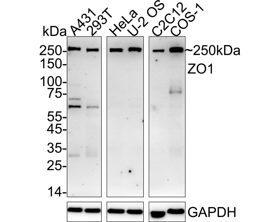 HAK21200_13.jpg