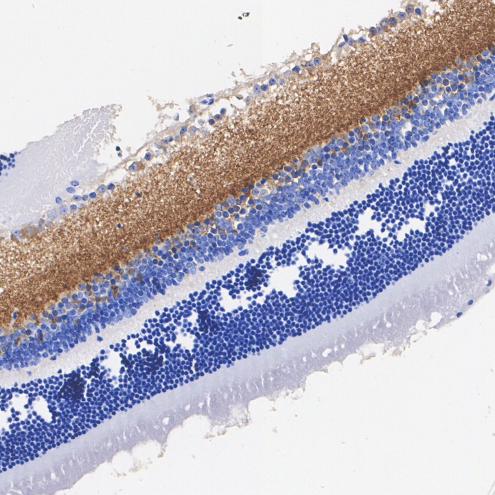 HAK21203_5.jpg