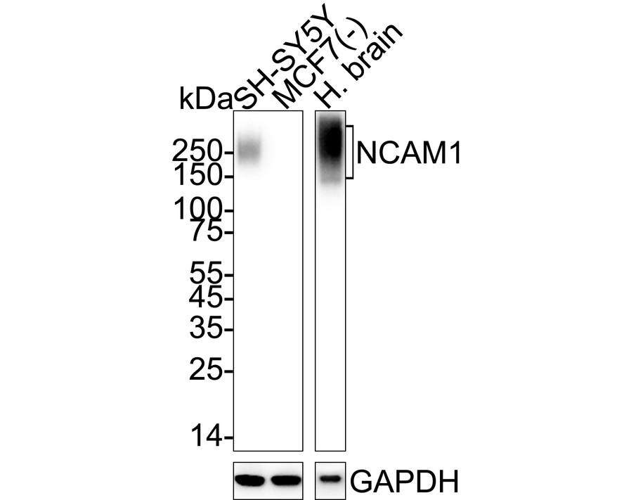 HAK21204_14.jpg