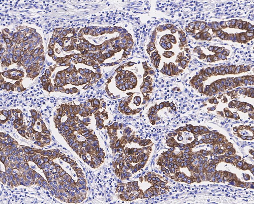 HAK21204_6.jpg