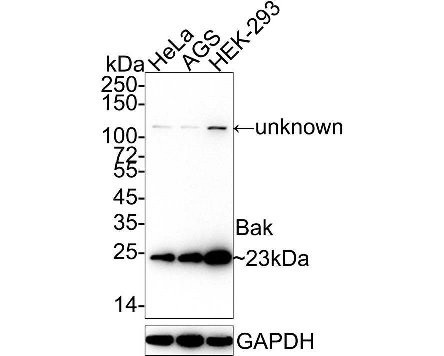 HAK21205_5.jpg